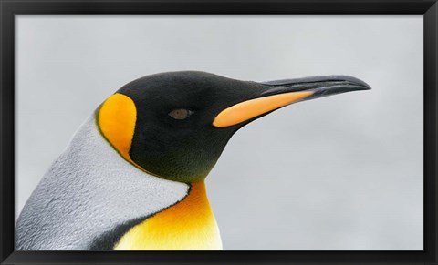 Framed South Georgia Island, King penguin head Print