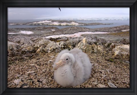 Framed Southern giant petrel bird, Antarctic Peninsula Print