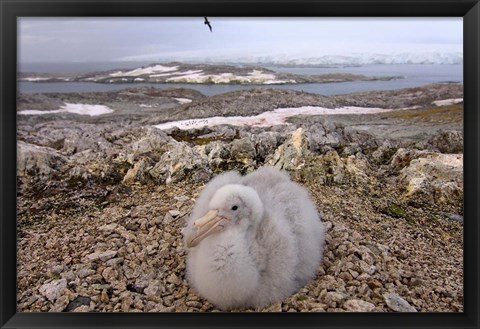 Framed Southern giant petrel bird, Antarctic Peninsula Print