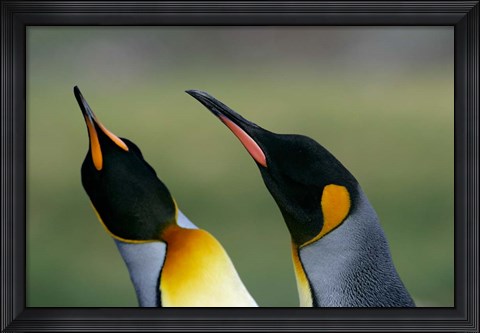 Framed South Georgia Island, Gold Bay, King penguins Print