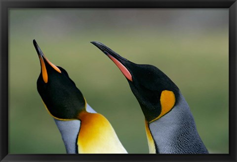 Framed South Georgia Island, Gold Bay, King penguins Print