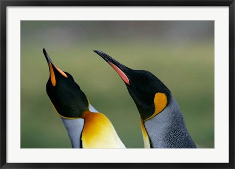 Framed South Georgia Island, Gold Bay, King penguins Print