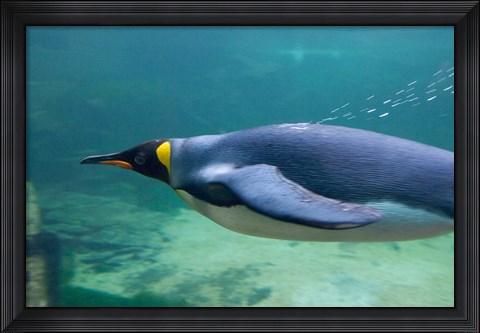 Framed South Africa, Cape Town, Aquarium King penguin Print