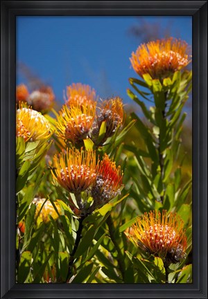 Framed South Africa, Cape Town, Orange pincushion flowers Print