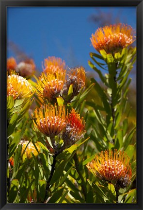 Framed South Africa, Cape Town, Orange pincushion flowers Print
