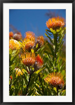 Framed South Africa, Cape Town, Orange pincushion flowers Print