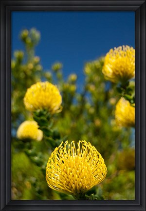 Framed South Africa, Cape Town, Yellow pincushion flowers Print