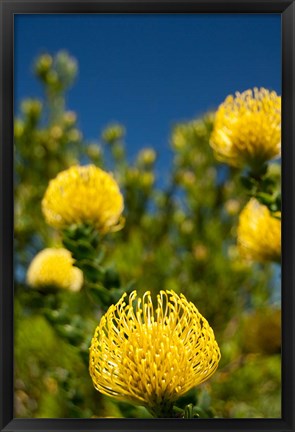 Framed South Africa, Cape Town, Yellow pincushion flowers Print