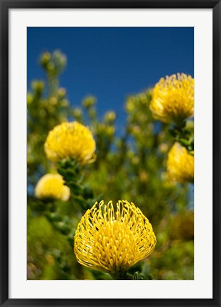 Framed South Africa, Cape Town, Yellow pincushion flowers Print