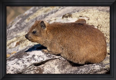 Framed South Africa, Cape Town, Rock Hyrax wildlife Print