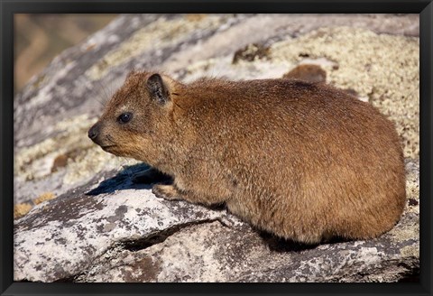 Framed South Africa, Cape Town, Rock Hyrax wildlife Print