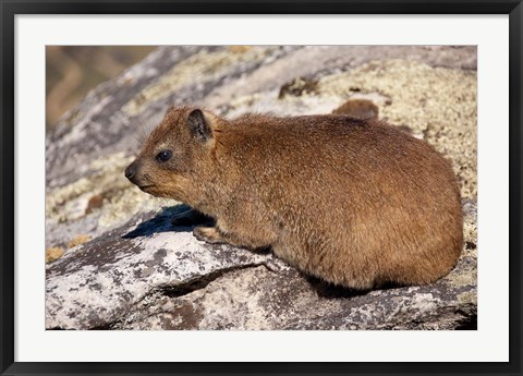 Framed South Africa, Cape Town, Rock Hyrax wildlife Print