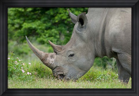 Framed South Africa, Game Reserve, African White Rhino Print