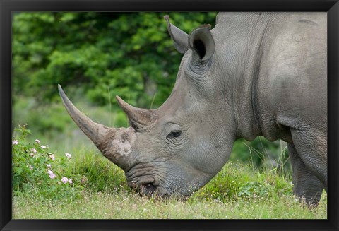 Framed South Africa, Game Reserve, African White Rhino Print