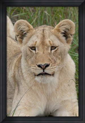 Framed South Africa, Inkwenkwezi GR, African lion cub Print