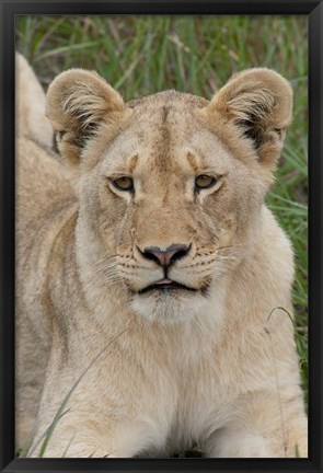 Framed South Africa, Inkwenkwezi GR, African lion cub Print