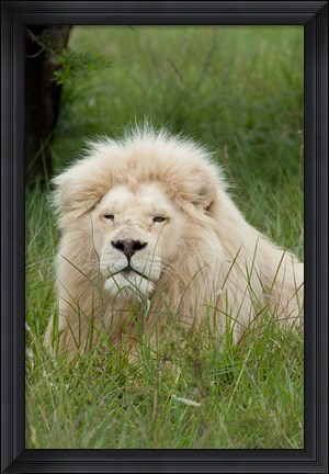 Framed South Africa, Inkwenkwezi Private GR, lion Print