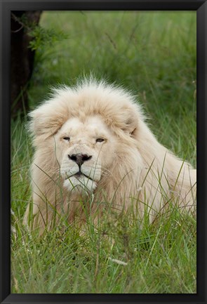 Framed South Africa, Inkwenkwezi Private GR, lion Print