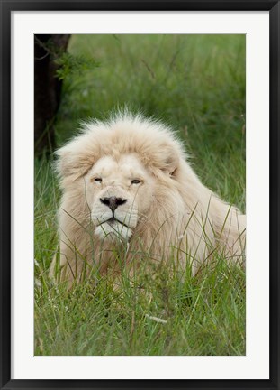 Framed South Africa, Inkwenkwezi Private GR, lion Print