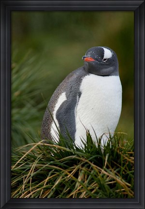 Framed South Georgia Island, Gentoo penguins, tussocks Print
