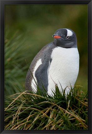 Framed South Georgia Island, Gentoo penguins, tussocks Print