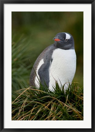 Framed South Georgia Island, Gentoo penguins, tussocks Print