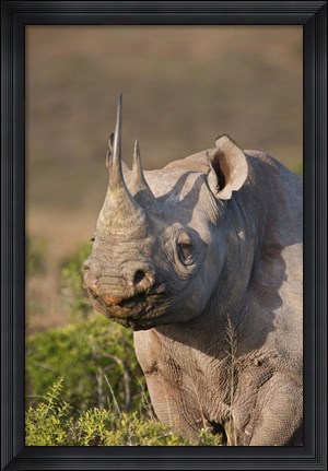 Framed South Port Elizabeth, Shamwari GR, Black rhinoceros Print