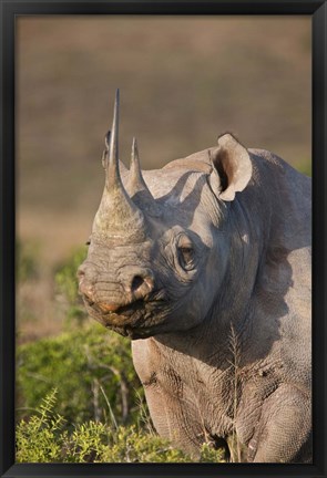 Framed South Port Elizabeth, Shamwari GR, Black rhinoceros Print