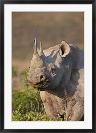 Framed South Port Elizabeth, Shamwari GR, Black rhinoceros Print