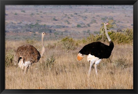 Framed South Africa, Kwandwe. Southern Ostriches in Kwandwe Game Reserve. Print