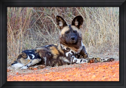 Framed South Africa, Madikwe Game Reserve, African Wild Dog Print