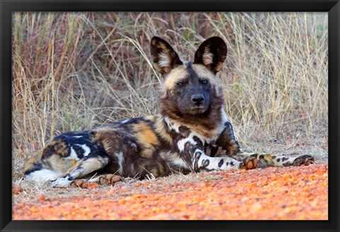 Framed South Africa, Madikwe Game Reserve, African Wild Dog Print