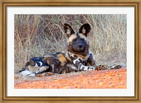 Framed South Africa, Madikwe Game Reserve, African Wild Dog Print
