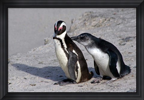 Framed Two African Penguins Print