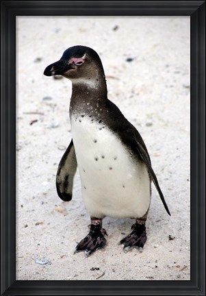 Framed African Penguin Print