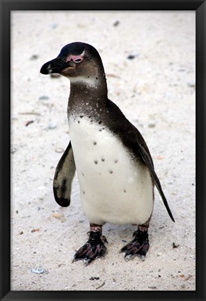 Framed African Penguin Print