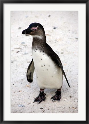 Framed African Penguin Print