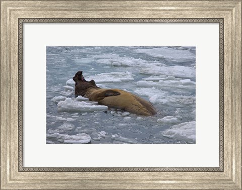 Framed South Georgia Island, Bull elephant seal Print