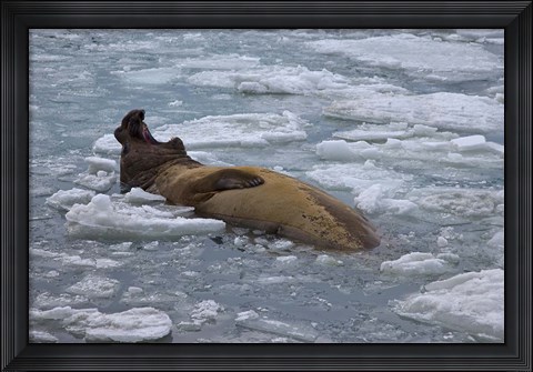 Framed South Georgia Island, Bull elephant seal Print