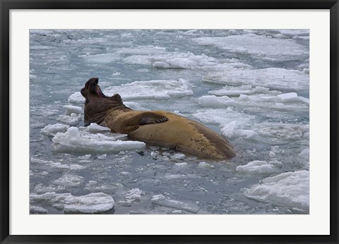 Framed South Georgia Island, Bull elephant seal Print