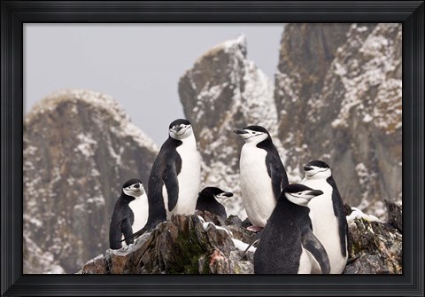 Framed South Georgia Island, Cooper Bay, Chinstrap penguins Print
