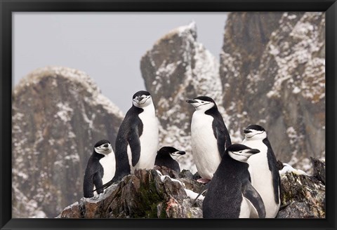 Framed South Georgia Island, Cooper Bay, Chinstrap penguins Print