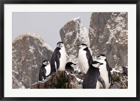 Framed South Georgia Island, Cooper Bay, Chinstrap penguins Print