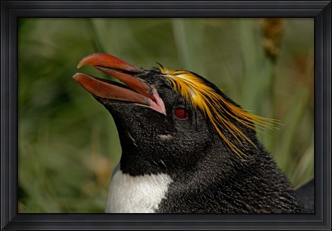 Framed South Georgia Island, Cooper Bay, Macaroni penguin Print