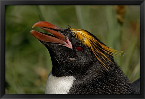 Framed South Georgia Island, Cooper Bay, Macaroni penguin Print