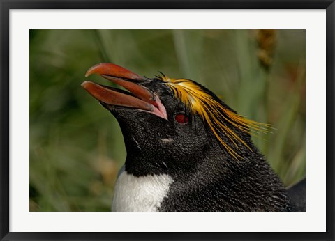 Framed South Georgia Island, Cooper Bay, Macaroni penguin Print