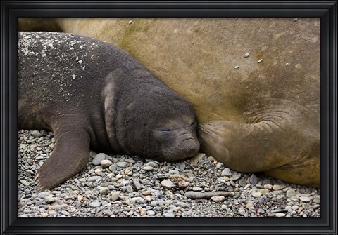 Framed South Georgia Island, Salisbury Plain, Elephant seals Print