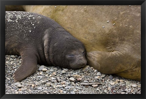 Framed South Georgia Island, Salisbury Plain, Elephant seals Print