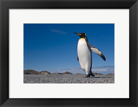 Framed Strutting King penguin Print