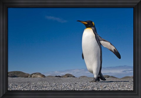 Framed Strutting King penguin Print